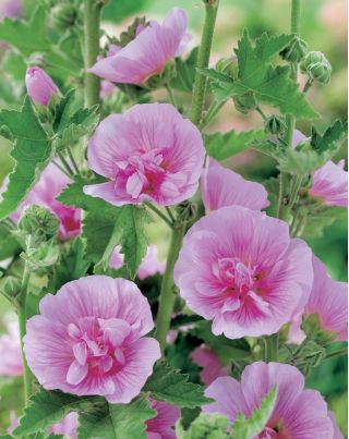 Alcea, Stockrose, Malve Parkrondell