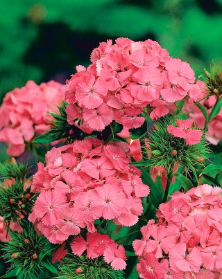 Pink-orange Sweet William "Newport Pink" - 450 seeds