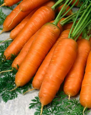 Wortel 'Kongo' - varietas menengah akhir dimaksudkan untuk diproses -  Daucus carota - Kongo - biji