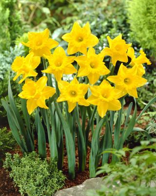 Narcissus Unsurpassable - Daffodil Unsurpassable - 5 bulbs
