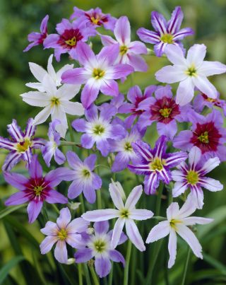 Leucocoryne-sortiment - 10 stk; herlighed-of-the-sun