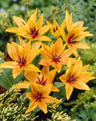 Tulipa Praestans Shogun - Tulip Praestans Shogun - 5 bulbs