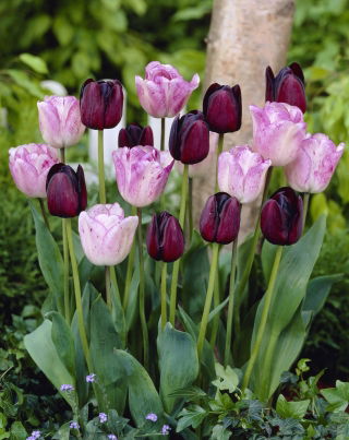 Dobrý den - sada 2 odrůd tulipánů - 40 ks. - 