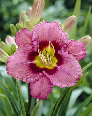Daylily Always Afternoon