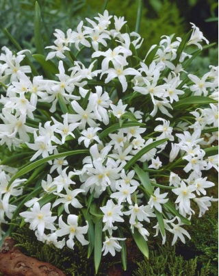 La gloria de la nieve de Bossier - Chionodoxa luciliae alba - ¡Paquete grande! - 100 piezas; Gloria de la nieve de Lucile