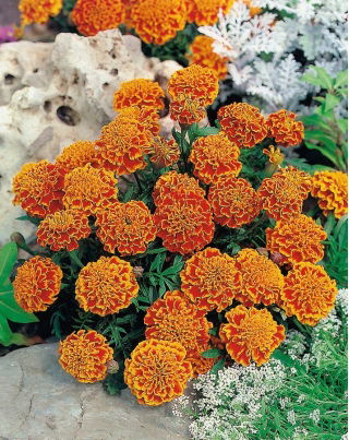 ดาวเรืองฝรั่งเศส "รวงผึ้ง" - 158 เมล็ด - Tagetes patula L.