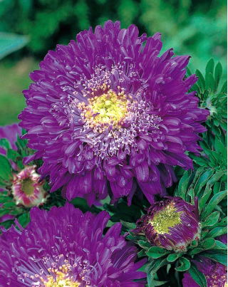 Pom-Pom Aster "Bolero" - lila - 225 Samen