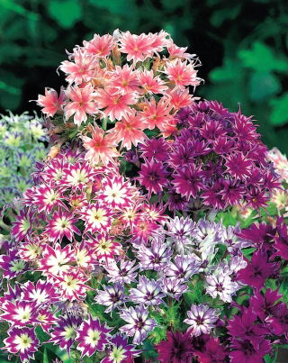 Drummond Phlox Twinkle Star magjai - Phlox drummonda cuspidata nana - 500 mag - Phlox drummondii cuspidata var. Stellaris - magok