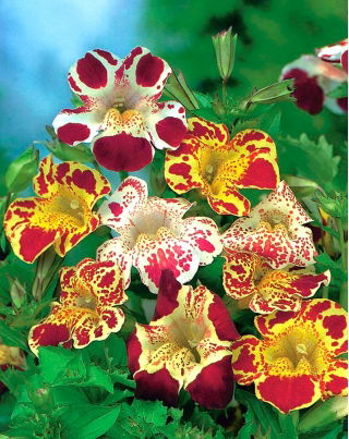 Monkeyflower - 2500 semi - Mimulus hybridus