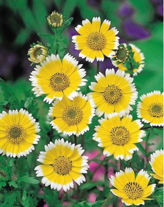 Tidy Tips seeds - Layia platyglossa - 1600 seeds