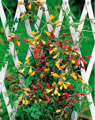 Chilean Glory Flower mixed seeds - Eccremocarpus scaber - 100 seeds