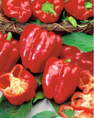 Spanskpepparsläktet – Libra - Capsicum annuum - Waga - frön