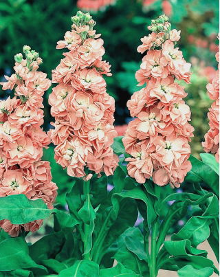 Garten-Levkoje 'Excelsior' - lachsrosa