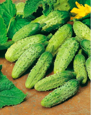 Cucumber Wisconsin SMR 58 seeds - Cucumis sativus - 250 seeds