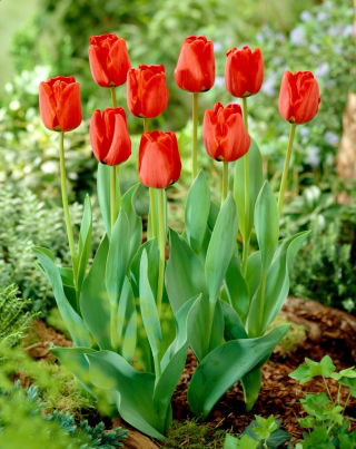 Tulipa Apeldorn  - 郁金香Apeldorn  -  5个洋葱