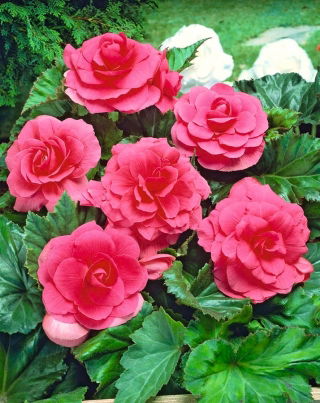 Begonia ×tuberhybrida  - rosa - paquete de 2 piezas