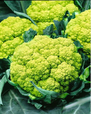 กะหล่ำดอก "เทรวี F1" ที่มีหัวสีเขียว - Brassica oleracea L. var.botrytis L. - เมล็ด