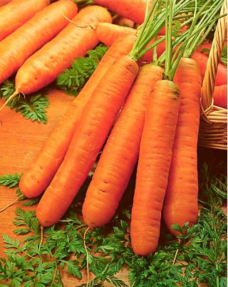 Gulerod - Berlikumer 2 - pelleterede frø - Daucus carota ssp. sativus 