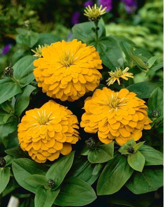 Dwarf garden zinnia "Dwarf" - yellow - 90 seeds