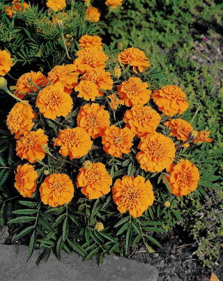 ดอกดาวเรืองฝรั่งเศส "Kora" - ดอกต่ำสีส้ม - Tagetes patula L. - เมล็ด
