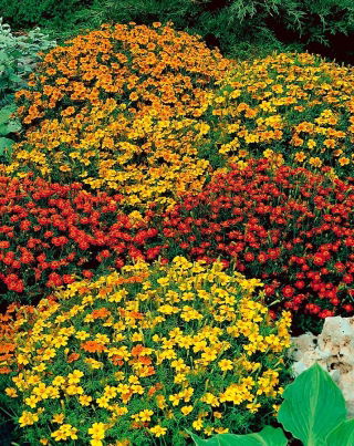 Mélange de graines d'Œillets d'Inde tenuifolia - Starfire - 585 graines - Tagetes tenuifolia