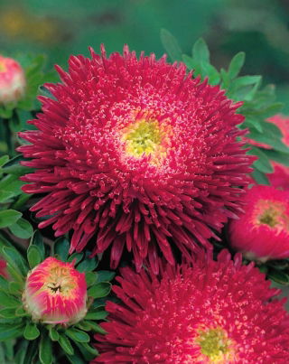 Princess aster "Dawn" - crimson-pink - 225 seeds
