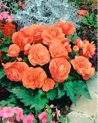 Begonia ×tuberhybrida - zalm - pakket van 2 stuks