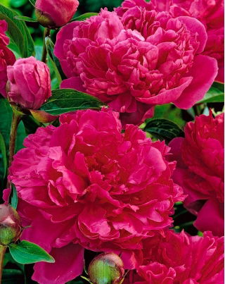 Paeonia, Bujor Felix Crouse - bulb / tuber / rădăcină