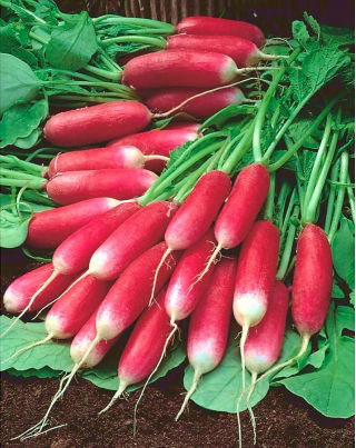 Lobak "Mila" - merah dengan tip putih - 850 biji - Raphanus sativus L. - benih