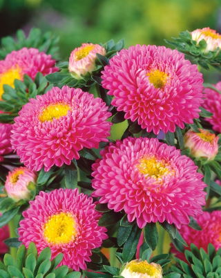 Aster berbunga pompom merah muda - 500 biji - Callistephus chinensis