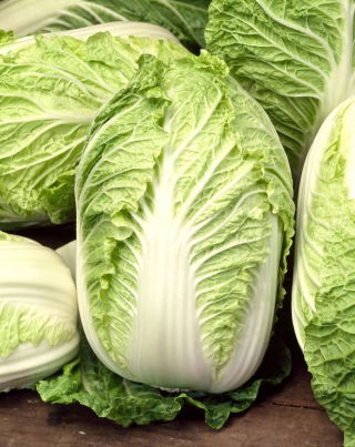 Kinakål - Bristol - 430 frø - Brassica pekinensis Rupr.