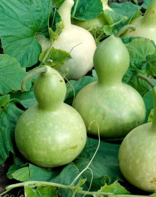 Zierkürbis 'Bottle Gourd (Flasche)'