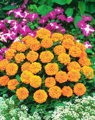 French marigold "Valencia" - low growing variety - 315 seeds