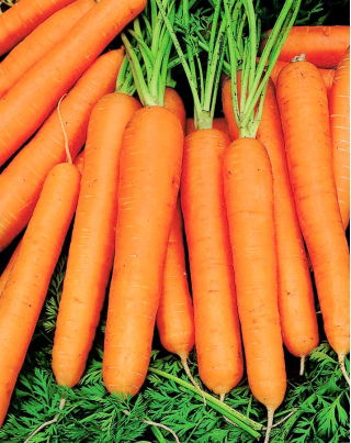 Wortel "Jagna" - varietas awal - SEED TAPE - Daucus carota ssp. sativus  - biji