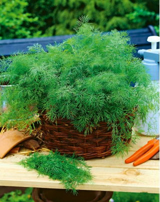 Kerti kapor "Hanak" - korai fajta - 500 g - 