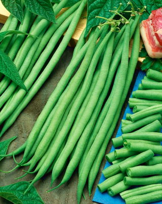 Gewone boon - Bona - Phaseolus vulgaris L. - zaden