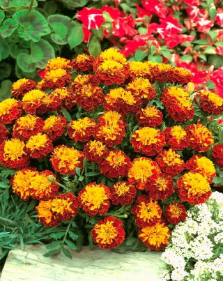 French marigold "Champion Flame"