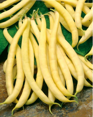 Yellow French bean "Polka - COATED SEEDS