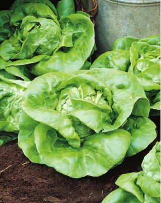Butterhead lettuce "Nochowska" - ideal for sandwiches - 1800 seeds