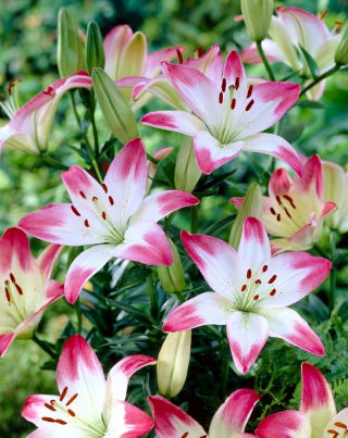 Lilyum, zambak pembe ve beyaz - ampul / yumru / kök - Lilium