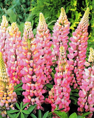 Altramuz - rosa - Pink - Lupinus hybridus