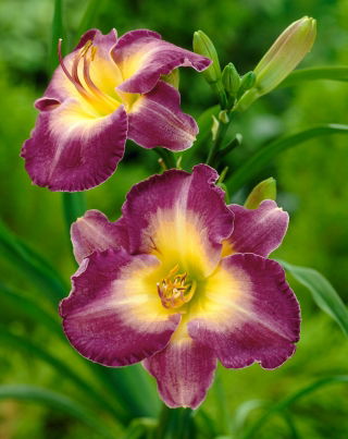 Daylily Cheese and Wine