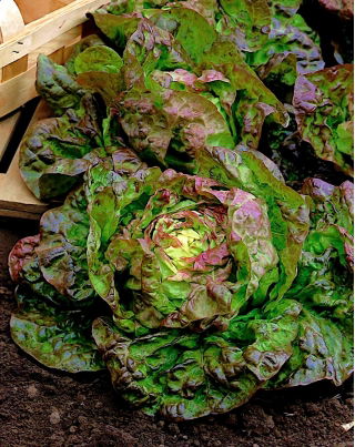 BIO Lettuce "Marveille 4" - benih organik bersertifikat - 