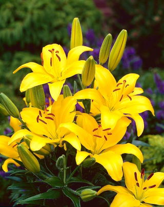 Lilium, Lily Asiatic Yellow
