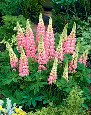 Altramuz - rosa - Pink - Lupinus hybridus
