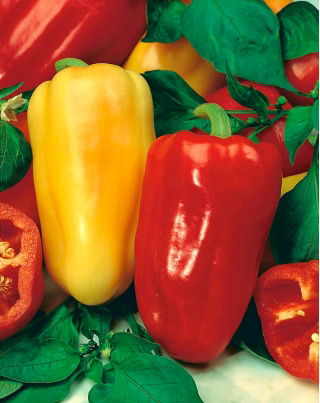 "Bogna" paprika - 