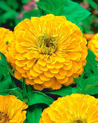 Cây thược dược có hoa "Bình minh vàng" - màu vàng - 108 hạt - Zinnia elegans