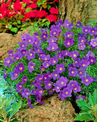 Blue cupflower; Nierembergia