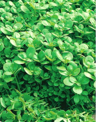 Baby Leaf - Portulak; Verdolaga, rote Wurzel, Pursley - 