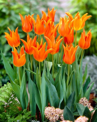 Tulip 'Ballerina' - 5 pcs